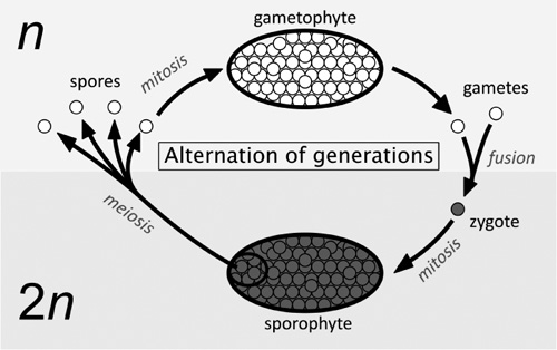 What Is The Alternation Of Generations In Plants The Handy Biology Answer Book